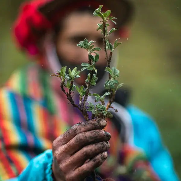 A local farmer in the Andes Mountains holding a fresh tree sapling for our global reforestation initiative.