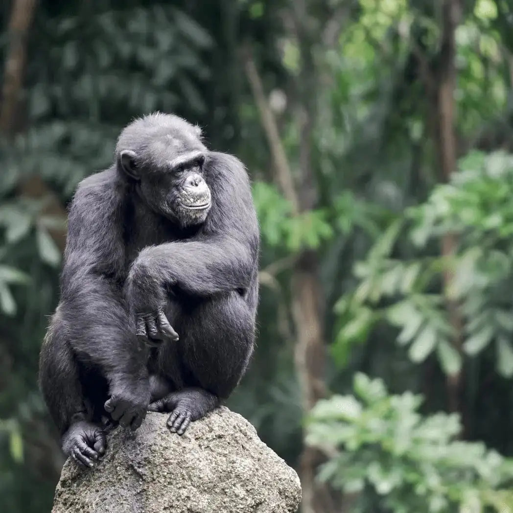 A chimpanzee in the Albertine Rift, a critical biodiversity hotspot protected by Artfultravelpast's reforestation partnerships.