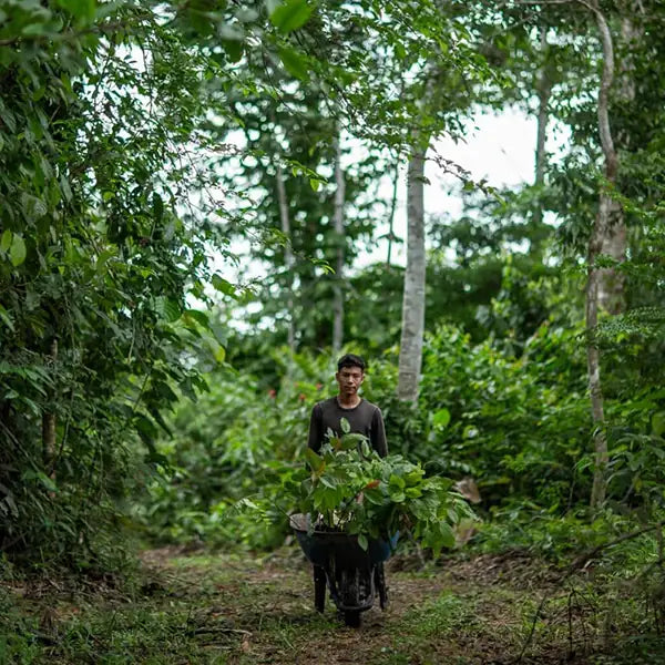 A local conservationist pushing a wheelbarrow full of tree saplings through the Amazon rainforest.