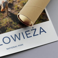 Białowieża