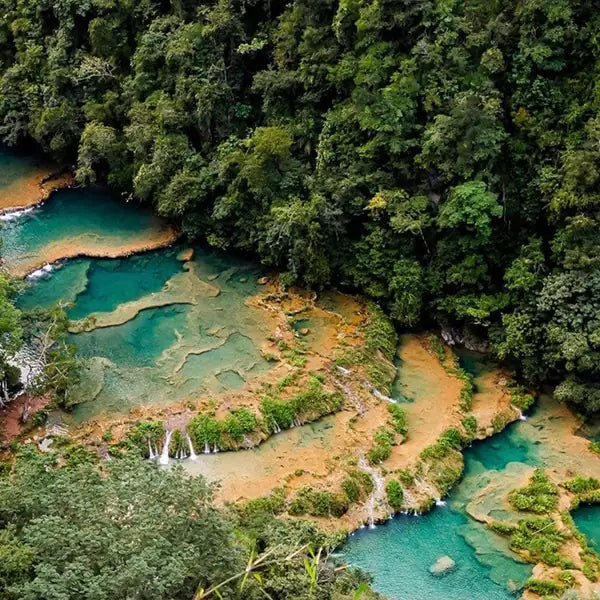 A lush green forest ecosystem and natural turquoise pools in Guatemala protected by sustainable conservation.