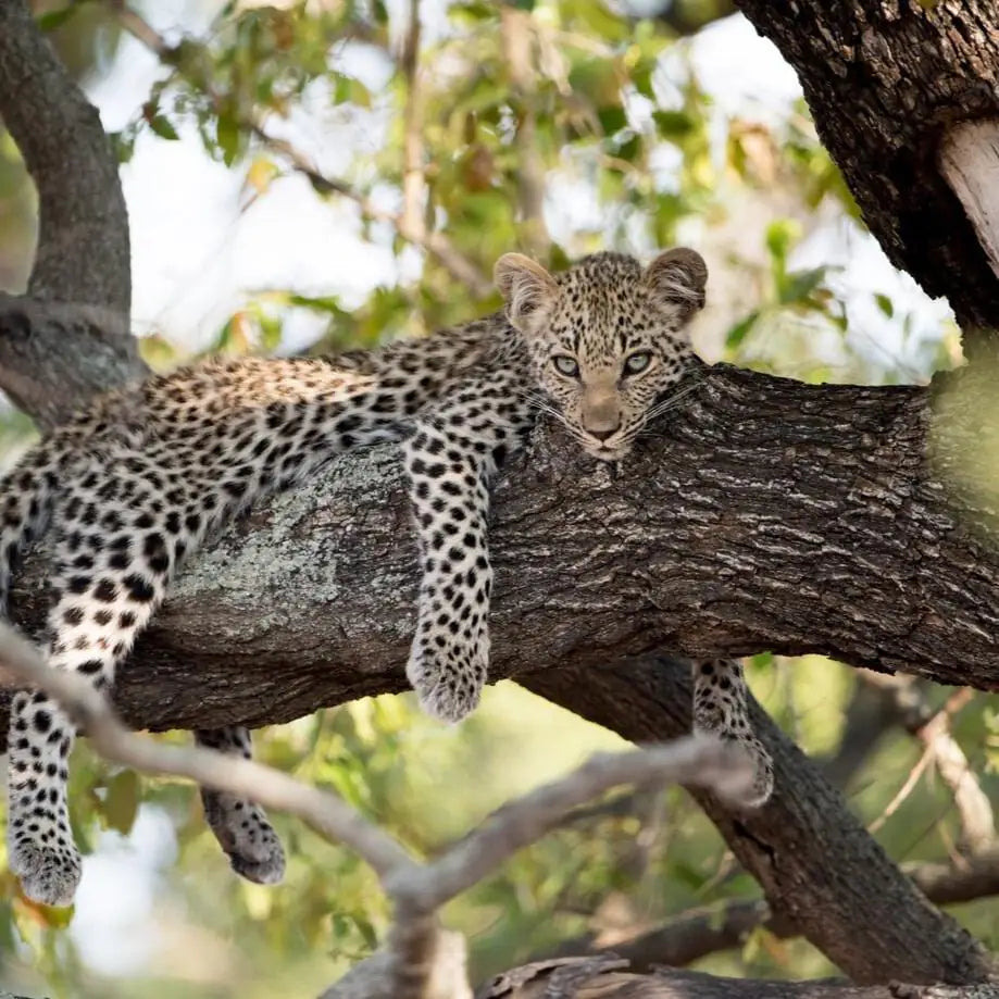 A young Indian leopard resting in a tree, representing the endangered wildlife protected by sustainable fruit tree planting.