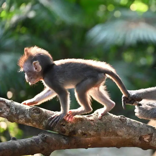 A young macaque monkey balancing on a rainforest branch in a protected habitat.