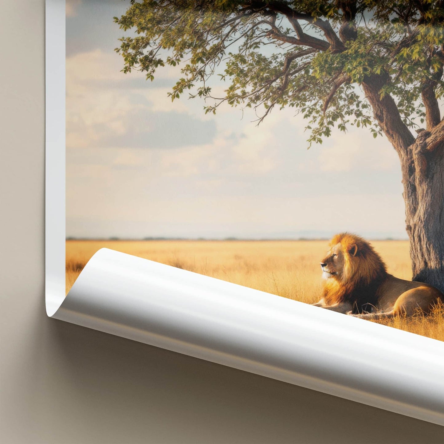 Kruger National Park Poster - South Africa Art Print - Lying Lion Savanna Wall Decor