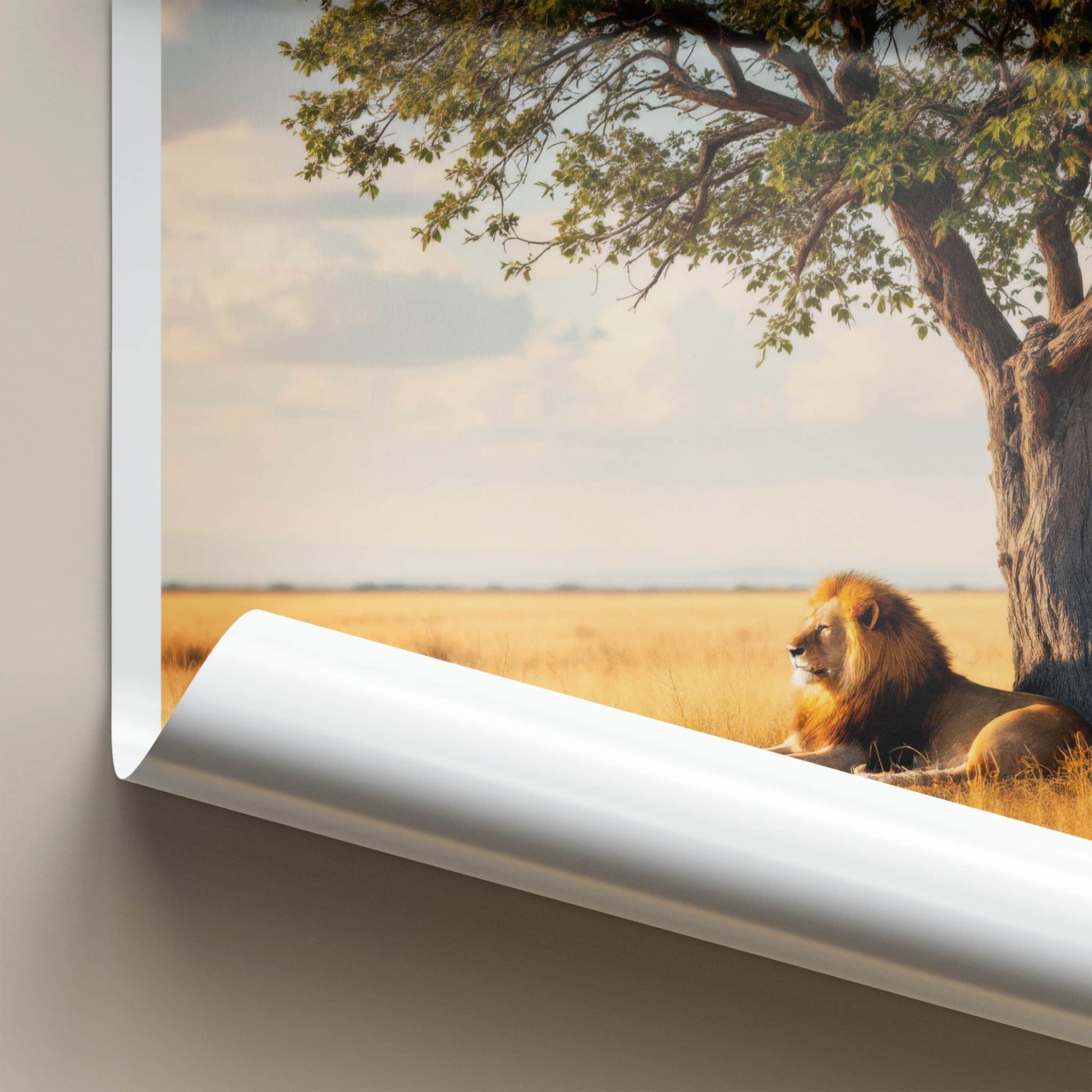 Kruger National Park Poster - South Africa Art Print - Lying Lion Savanna Wall Decor