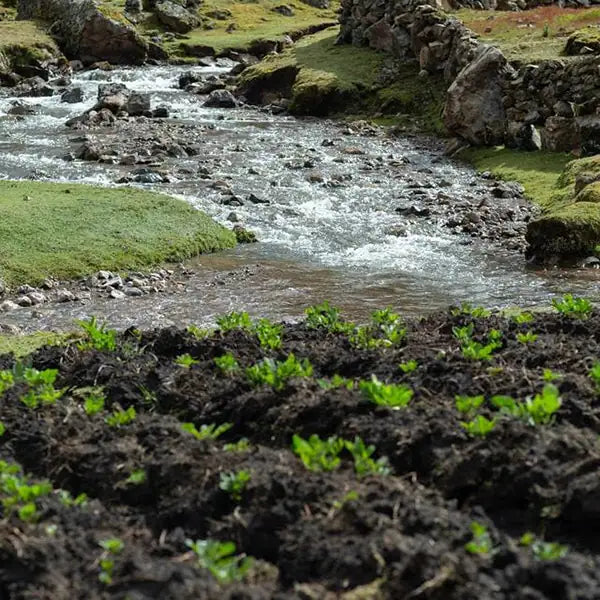 A clear mountain stream flowing through a restored, lush green ecosystem.