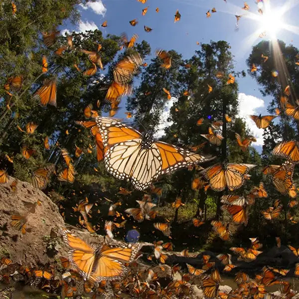 A massive swarm of Monarch butterflies flying through a sunlit forest canopy highlighting protected wildlife habitats.