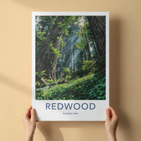 Redwood National Park Poster - California Art Print - Sunlit Forest Floor Home Decor