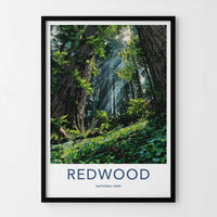 Redwood National Park Poster - California Art Print - Sunlit Forest Floor Home Decor