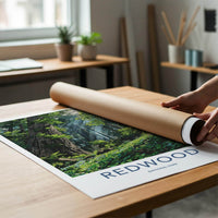 Redwood National Park Poster - California Art Print - Sunlit Forest Floor Home Decor