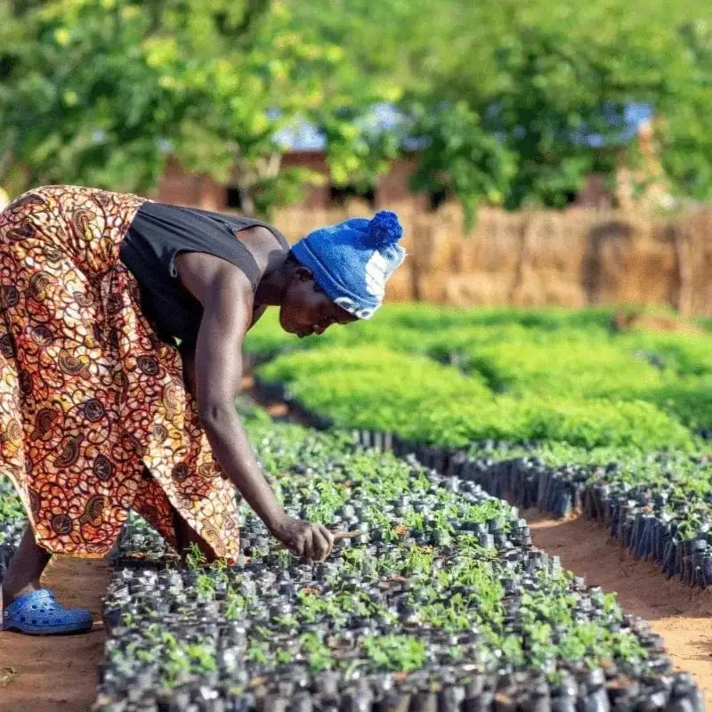 A Rwandan female farmer tending to thousands of tree saplings as part of our sustainable planting initiative with KULA.