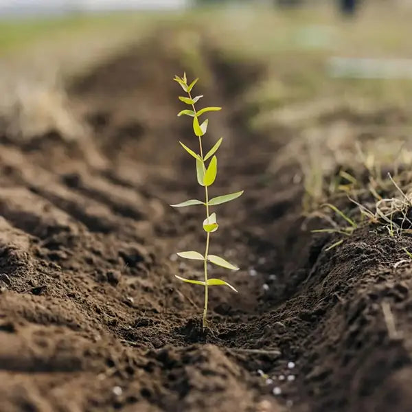 A single vibrant tree sapling planted in a freshly dug soil trench for global reforestation.