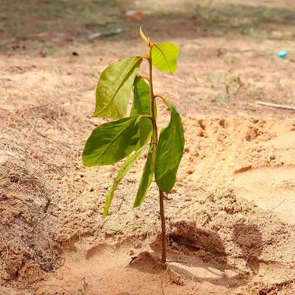 A single vibrant green tree sapling planted in Asia representing global environmental restoration efforts.