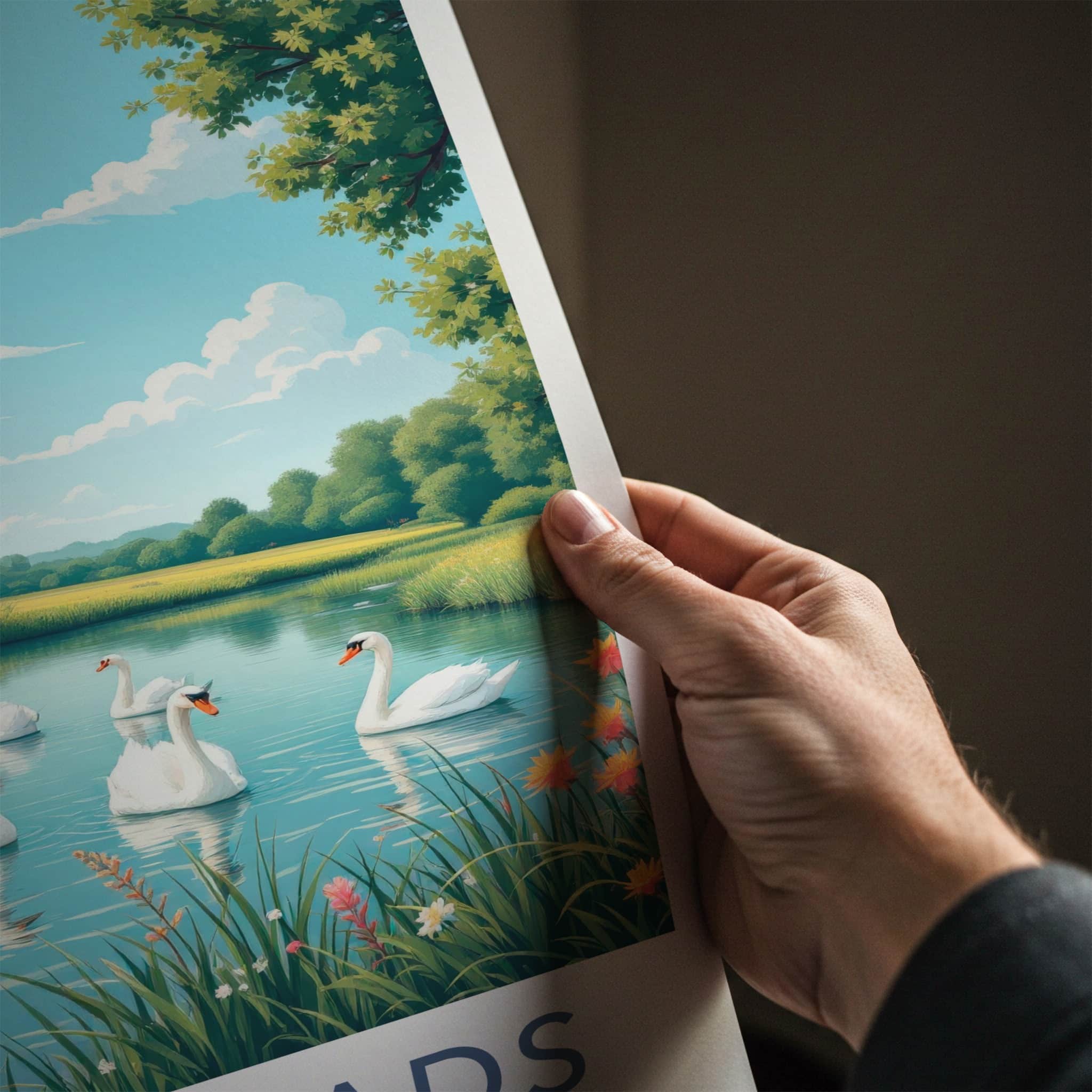 The Broads Poster - England Travel Art - Swans Floating Pond Wall Decor