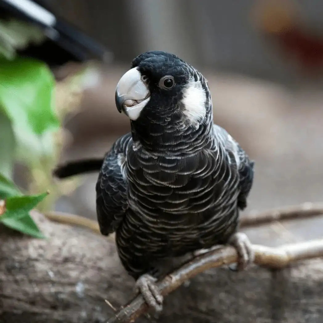 An endangered Carnaby's Black Cockatoo perched on a branch, highlighting conservation and habitat restoration efforts.